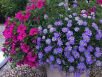 Všelicha (Brachyscome)