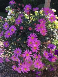 Všelicha (Brachyscome)