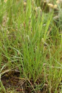 Ostřice plstnatá (Carex tomentosa)