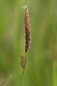 Ostřice plstnatá (Carex tomentosa)