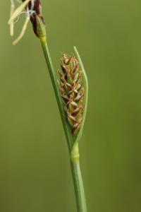 Ostřice plstnatá (Carex tomentosa)