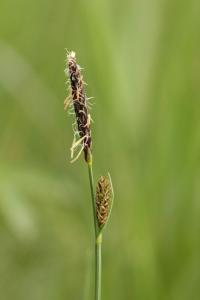 Ostřice plstnatá (Carex tomentosa)