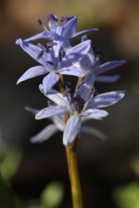 Ladoňka karpatská (Scilla kladnii)