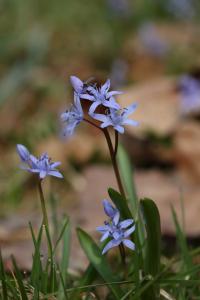 Ladoňka karpatská (Scilla kladnii)