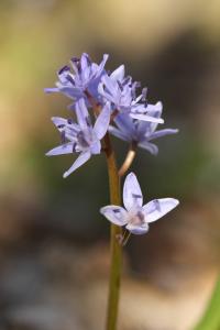 Ladoňka karpatská (Scilla kladnii)