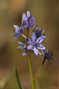 Ladoňka karpatská (Scilla kladnii)