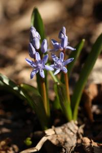 Ladoňka karpatská (Scilla kladnii)