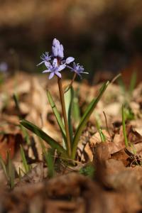 Ladoňka karpatská (Scilla kladnii)