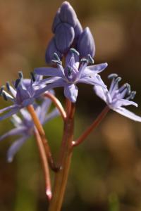 Ladoňka karpatská (Scilla kladnii)