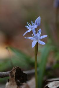 Ladoňka karpatská (Scilla kladnii)
