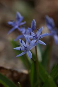 Ladoňka karpatská (Scilla kladnii)
