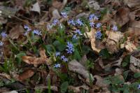 Ladoňka karpatská (Scilla kladnii)