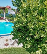 Zimostráz (Buxus)