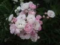 Růže 'Andikó' - Mnohokvěté růže (Rosa)