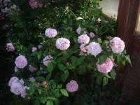 Růže damascénská 'Jacques Cartier' (Rosa x damascena)