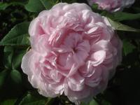 Růže damascénská 'Jacques Cartier' (Rosa x damascena)