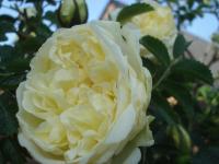 Růže svraskalá 'Agnes' (Rosa rugosa)