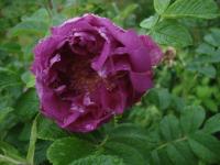 Růže svraskalá 'Souvenir de Trelazé' (Rosa rugosa)