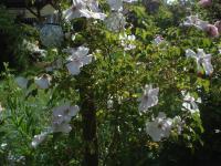 Růže 'Theophrastus' - Pokryvné růže (Rosa)