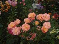 Růže 'Queen of Hearts' - Mnohokvěté růže (Rosa)