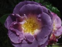 Růže 'Blue for You' - Sadové růže (Rosa)