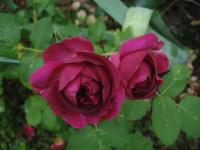 Růže 'Munstead Wood' - Sadové růže (Rosa)