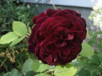 Růže 'Munstead Wood' - Sadové růže (Rosa)