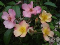Růže 'Plaisanterie' - Sadové růže (Rosa)