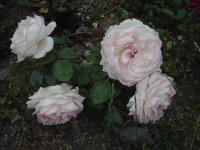 Růže 'Biedermeier' - Skalkové růže