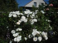 Růže 'Hella' - Pnoucí růže (Rosa)