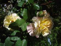 Růže 'Aquarell' - Velkokvěté růže (Rosa)