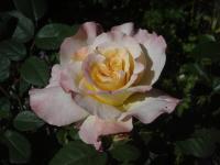 Růže 'Aquarell' - Velkokvěté růže (Rosa)