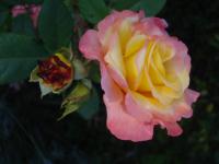 Růže 'Aquarell' - Velkokvěté růže