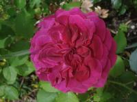 Růže 'Big Purple' - Velkokvěté růže