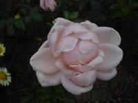 Růže 'Briand-Paneuropa' - Velkokvěté růže (Rosa)