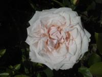 Růže 'Briand-Paneuropa' - Velkokvěté růže