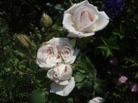 Růže 'Briand-Paneuropa' - Velkokvěté růže (Rosa)