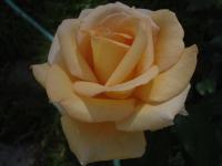 Růže 'Casanova' - Velkokvěté růže (Rosa)