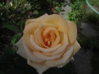 Růže 'Casanova' - Velkokvěté růže (Rosa)