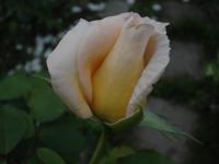 Růže 'Casanova' - Velkokvěté růže (Rosa)