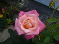 Růže 'Jubileum 110' - Velkokvěté růže