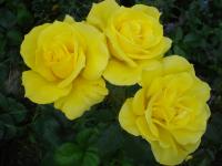 Růže 'Landora' - Velkokvěté růže