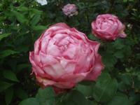 Růže 'Mon Petit Chou' - Velkokvěté růže