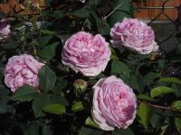 Růže 'Königin von Dänemark'