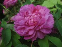 Růže damascénská 'Rose du Roi' (Rosa x damascena)