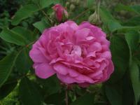 Růže damascénská 'Rose du Roi' (Rosa x damascena)