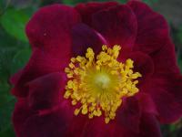 Růže galská 'La Belle Sultane' (Rosa gallica)