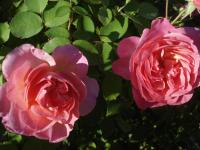 Růže 'Hyde Hall'- Rosa