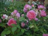 Růže 'Hyde Hall'- Rosa