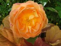 Růže 'Lady of Shalott' - Anglické růže (Rosa)